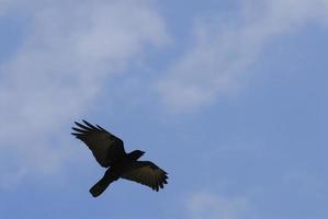 um corvo americano solitário voando contra um céu azul claro com o bico aberto e as asas abertas. foto