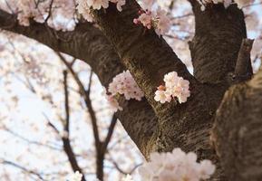 paisagem de flor de cerejeira na coreia foto