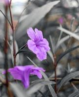 flor ruellia tuberosa ou fundo de flores roxas dá uma sensação de solidão e humor depressivo e tom de cor foto