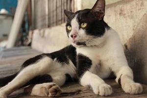 gato de rua preto e branco sentado do lado de fora do prédio foto