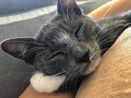 gato cinza dormindo pacificamente, é um close do rosto do animal de estimação. foto