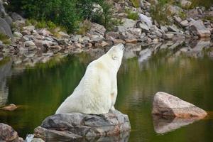 urso polar sentado em uma pedra à beira do rio na primavera e no verão. o animal está calmo e relaxado. foto