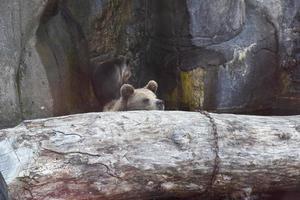 ursos marrons descansando em um tronco de madeira. ao fundo rochedos, reserva natural de ursos. foto
