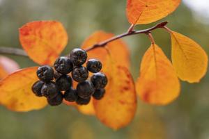 chokeberry no outono. outubro, bagas de aronia. bagas pretas e folhas vermelho-amareladas em um galho no outono foto
