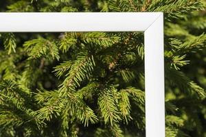 um quadro branco vazio em um fundo de ramos de abeto verde com um lugar para copiar. saudações de natal foto