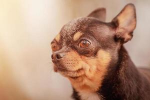retrato de um cão adulto de uma raça pequena. chihuahua preto com marrom. um animal de estimação, um animal. foto