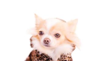 chihuahua branco com vermelho em roupas com estampa de oncinha. retrato de um cão de raça pequena. animal, animal de estimação. foto