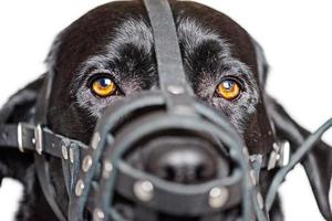 um cão em um focinho de couro. retrato de um labrador retriever preto em munição. isolar. foto