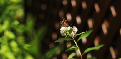 borboleta de pavão europeu vermelho. flor borboleta. borboleta de pavão senta-se em flores brancas em um dia ensolarado. foto