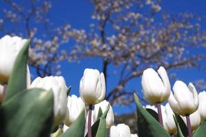 tulipas brancas florescem no jardim. cores brilhantes em um dia ensolarado durante a primavera foto