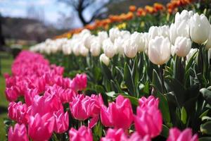 tulipas laranja, rosa, brancas e vermelhas florescem no jardim. cores brilhantes em um dia ensolarado durante a primavera