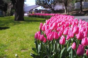 várias tulipas coloridas estão florescendo no jardim durante a primavera. festival de tulipas foto