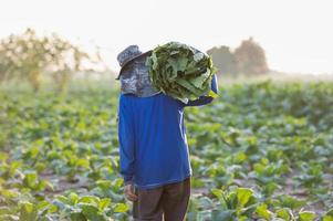 agricultura colheita de folhas de tabaco na época de colheita agricultor sênior coleta folhas de tabaco agricultores estão cultivando tabaco nos campos de tabaco que crescem na tailândia vietnã foto