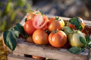 agricultores colhendo tomates em caixas de madeira com flores e folhas verdes. tomates frescos ainda vida isolados no fundo da fazenda de tomate, visão superior da agricultura orgânica foto