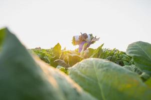 agricultura colheita de folhas de tabaco na época de colheita agricultor sênior coleta folhas de tabaco agricultores estão cultivando tabaco nos campos de tabaco que crescem na tailândia vietnã foto