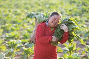 velhinha colhendo folhas de tabaco na época da colheita agricultores coletando folhas de tabaco agricultores estão plantando tabaco nos campos de tabaco cultivados na tailândia foto