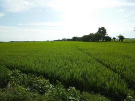 vista de campo de arroz verde ensolarado foto