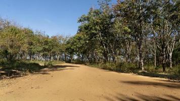 estrada de terra que segue em frente e é cercada por uma floresta de plantações de seringueiras. sob o céu azul. foto