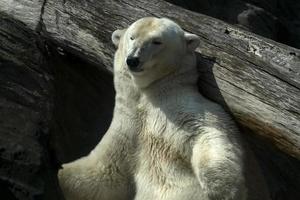 retrato de perto de urso polar foto