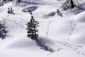 trilhas de trilhas de animais na neve branca foto