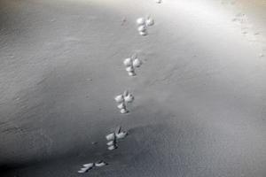 trilhas de trilhas de animais na neve branca foto