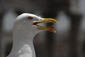 gaivota em ruínas de roma foto