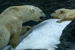 retrato de perto de urso polar foto