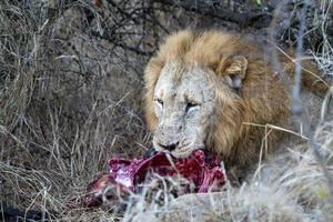 leão macho no parque kruger na áfrica do sul comendo um gnu foto