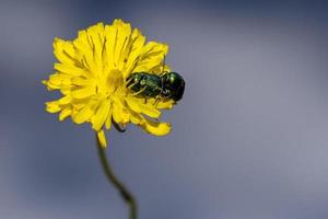 besouro verde cryptocephalus sp durante o acasalamento no dente-de-leão amarelo foto