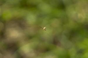 aranha suspensa no ar sobre fundo verde foto