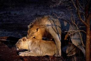 leões acasalando no parque kruger áfrica do sul à noite foto