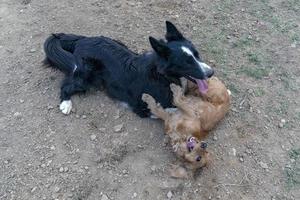 apaixonado beijando cachorrinho cocker spaniel e border collie foto