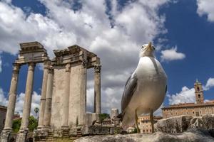 gaivota em fóruns imperiais em roma foto