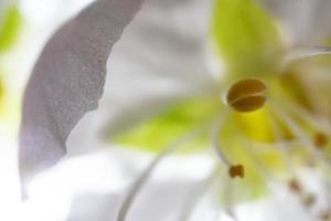 flor pistilo detalhe ultra macro foto