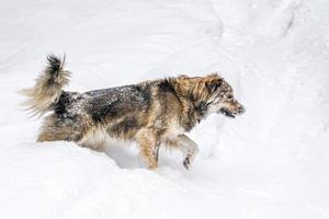 cachorro na neve no inverno nas montanhas Dolomitas foto