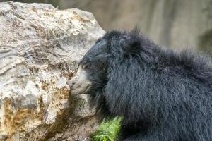 urso-preguiça cavando na árvore de madeira para o alimento foto