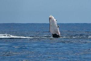 baleia jubarte batendo barbatana em cabo san lucas foto