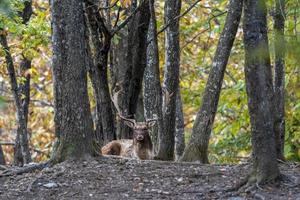 gamo macho na temporada de amor foto