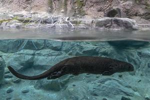 lontra debaixo d'água em um rio foto