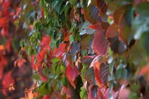 folhas de outono em uma árvore foto