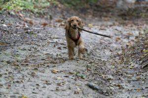 cachorrinho cocker spaniel correndo no pátio outono foto