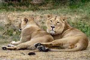 leão macho e fêmea descansando foto