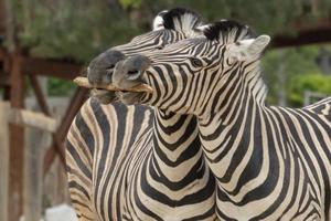 zebra da tanzânia segurando madeira na boca foto