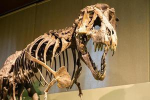 fóssil de tiranossauro rex. velho esqueleto de t-rex no museu. foto