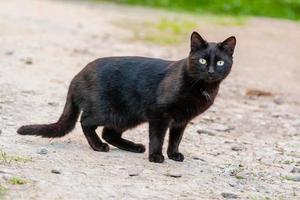 lindo gato preto com olhos verdes foto