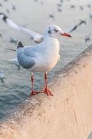 a gaivota está parada na beira da ponte. foto