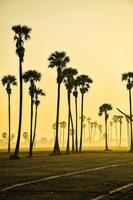 paisagem da palmeira de açúcar durante o nascer do sol crepuscular na província de pathumthani, tailândia foto