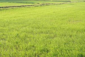 arroz verde no campo foto