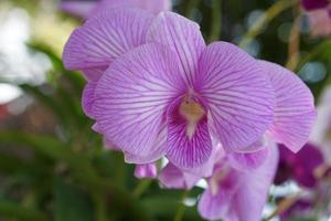 lindas flores de orquídea no parque foto