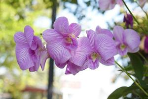 lindas flores de orquídea no parque foto